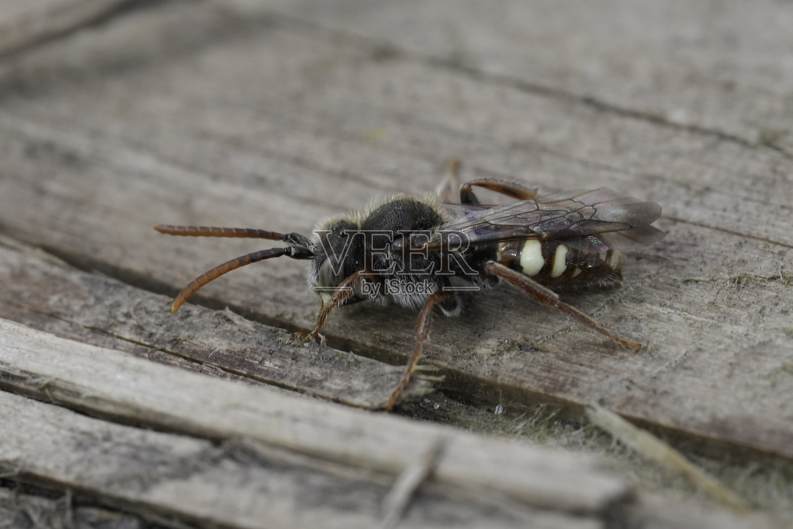 一个大的熊爪游牧蜜蜂的特写，游牧蜜蜂照片摄影图片