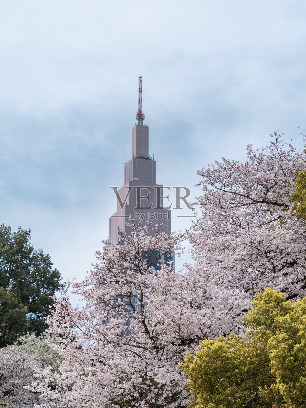樱花枝衬着碧蓝的春日天空照片摄影图片