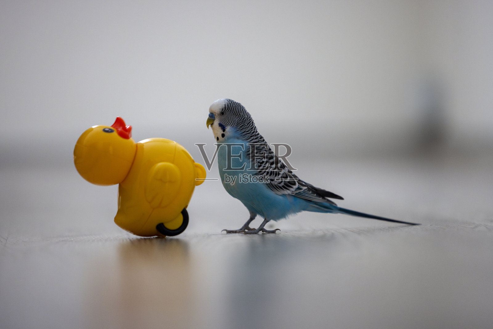 一只鸟在玩玩具照片摄影图片