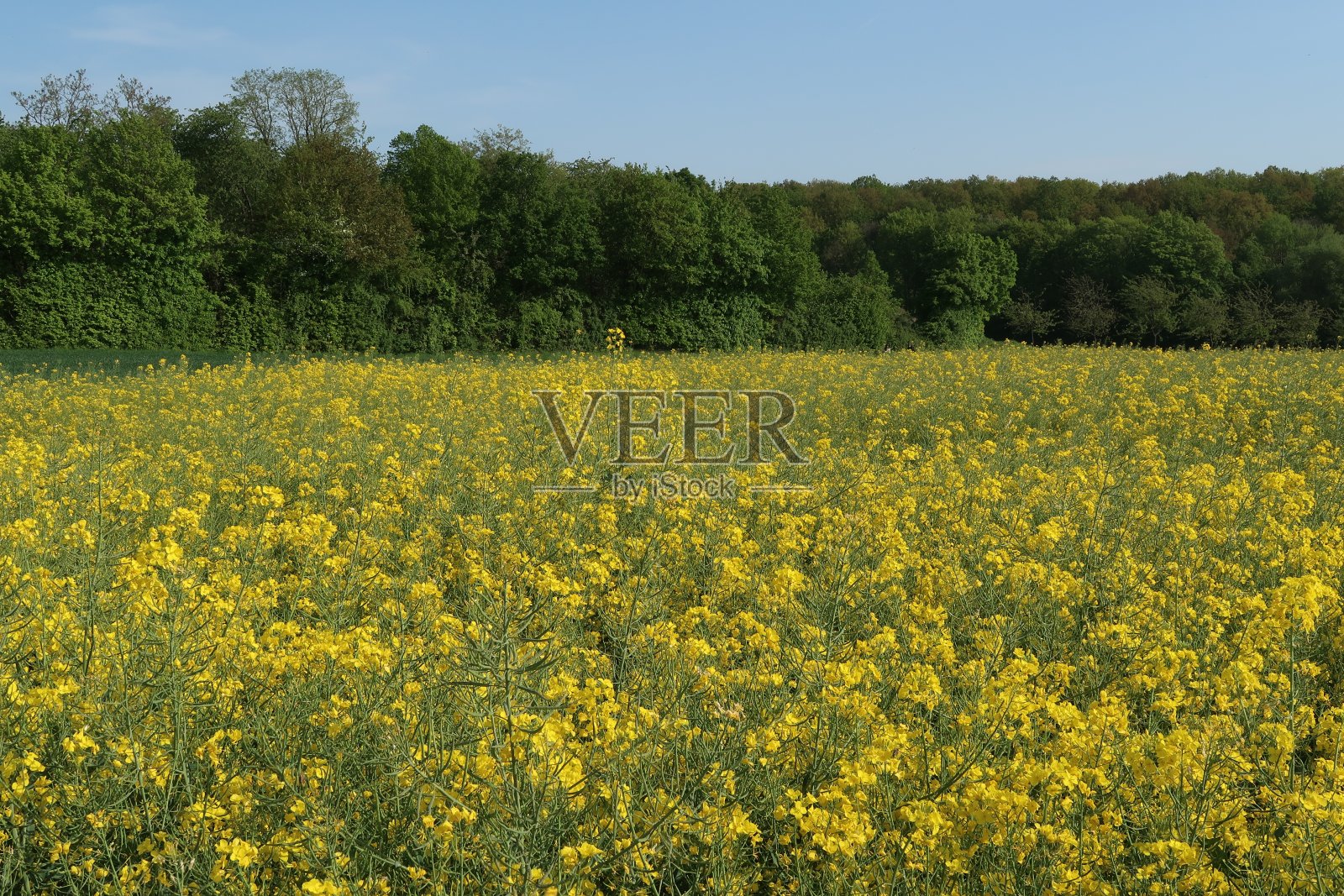 郁郁葱葱的野花和远处的树木照片摄影图片