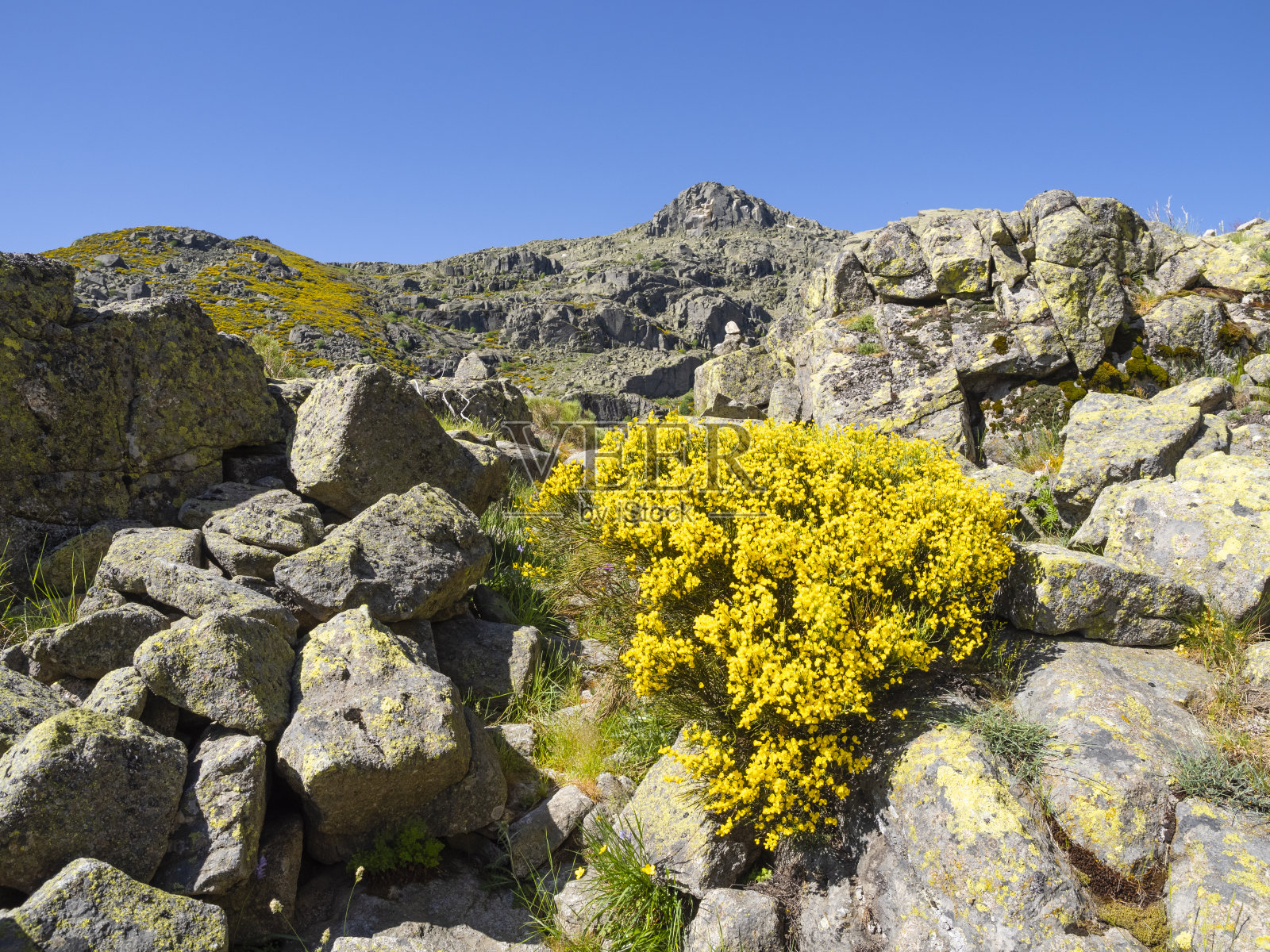 山间鲜花盛开的钢琴照片摄影图片