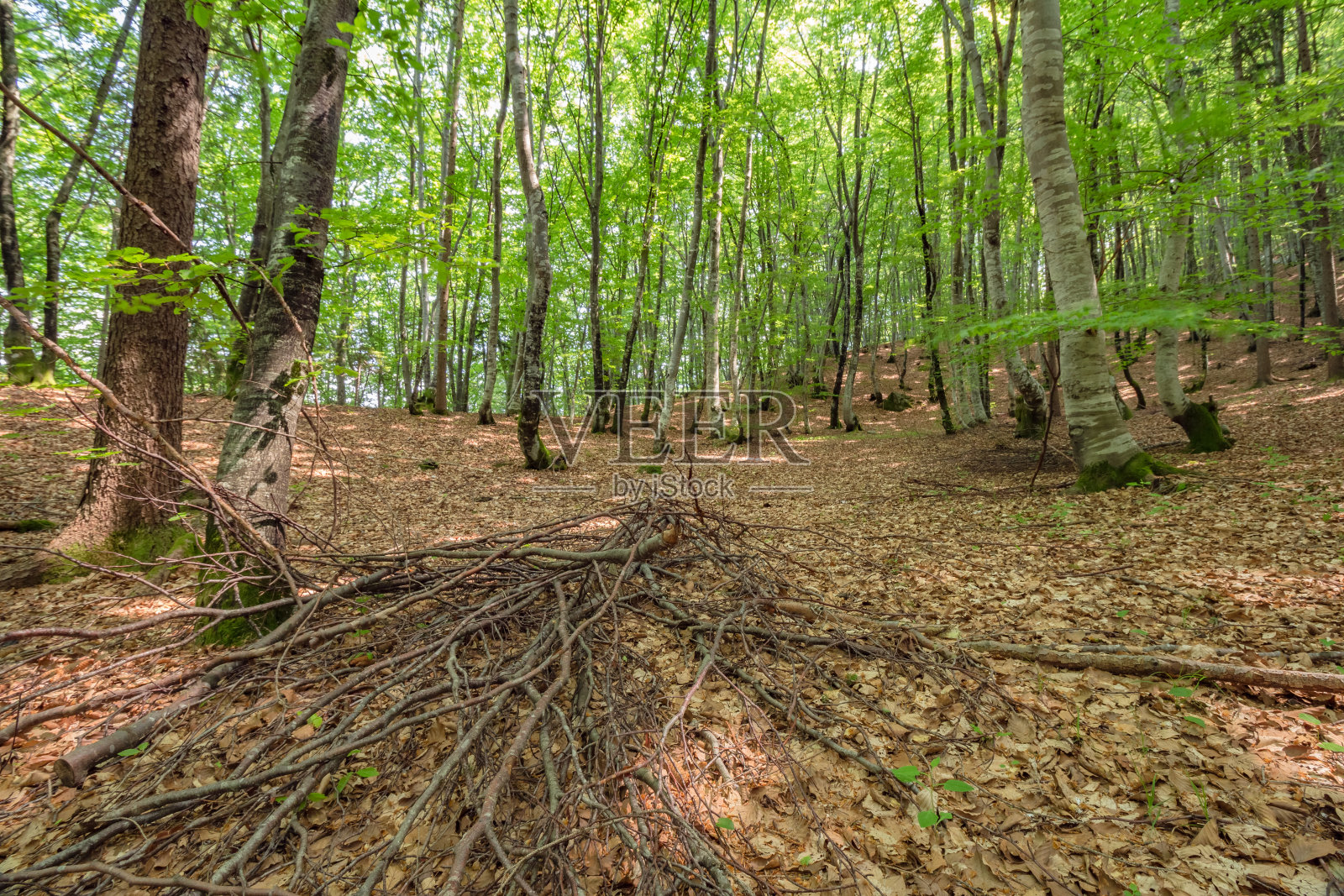 美丽的森林景观，从Fusea在弗留利威尼斯朱利亚，意大利照片摄影图片