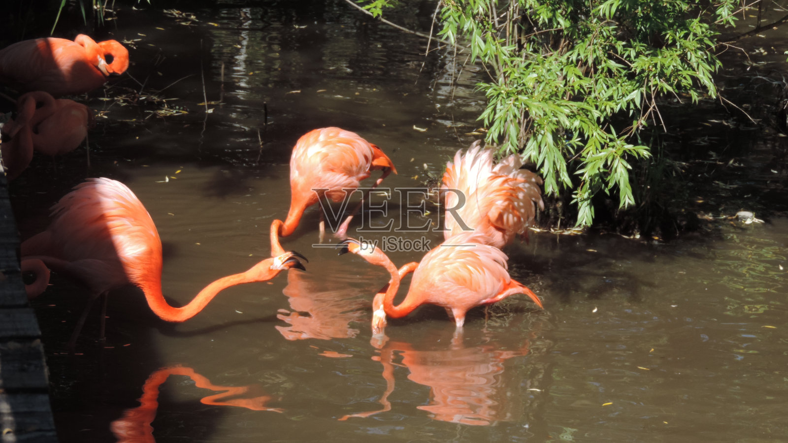 粉红色的火烈鸟照片摄影图片