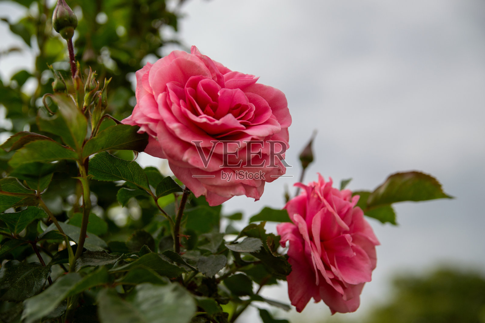 娇嫩馥郁的粉红玫瑰照片摄影图片