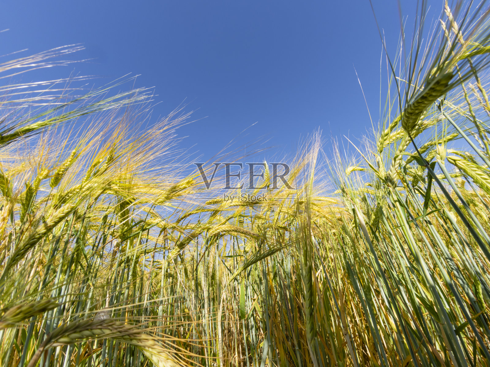 农业，麦田照片摄影图片