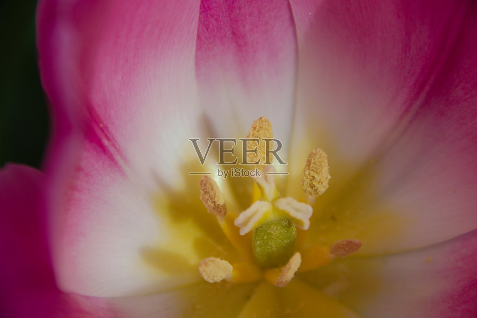 一朵粉红色花的特写，焦点在花的中心照片摄影图片