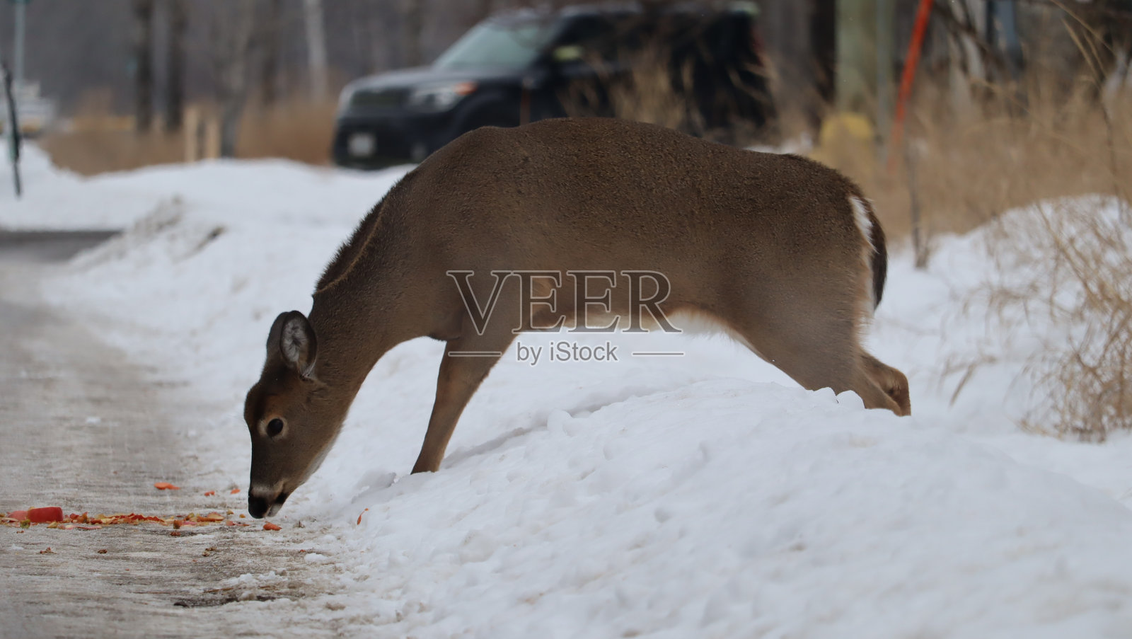 白尾鹿(Odocoileus virginianus)在雪林景观照片摄影图片