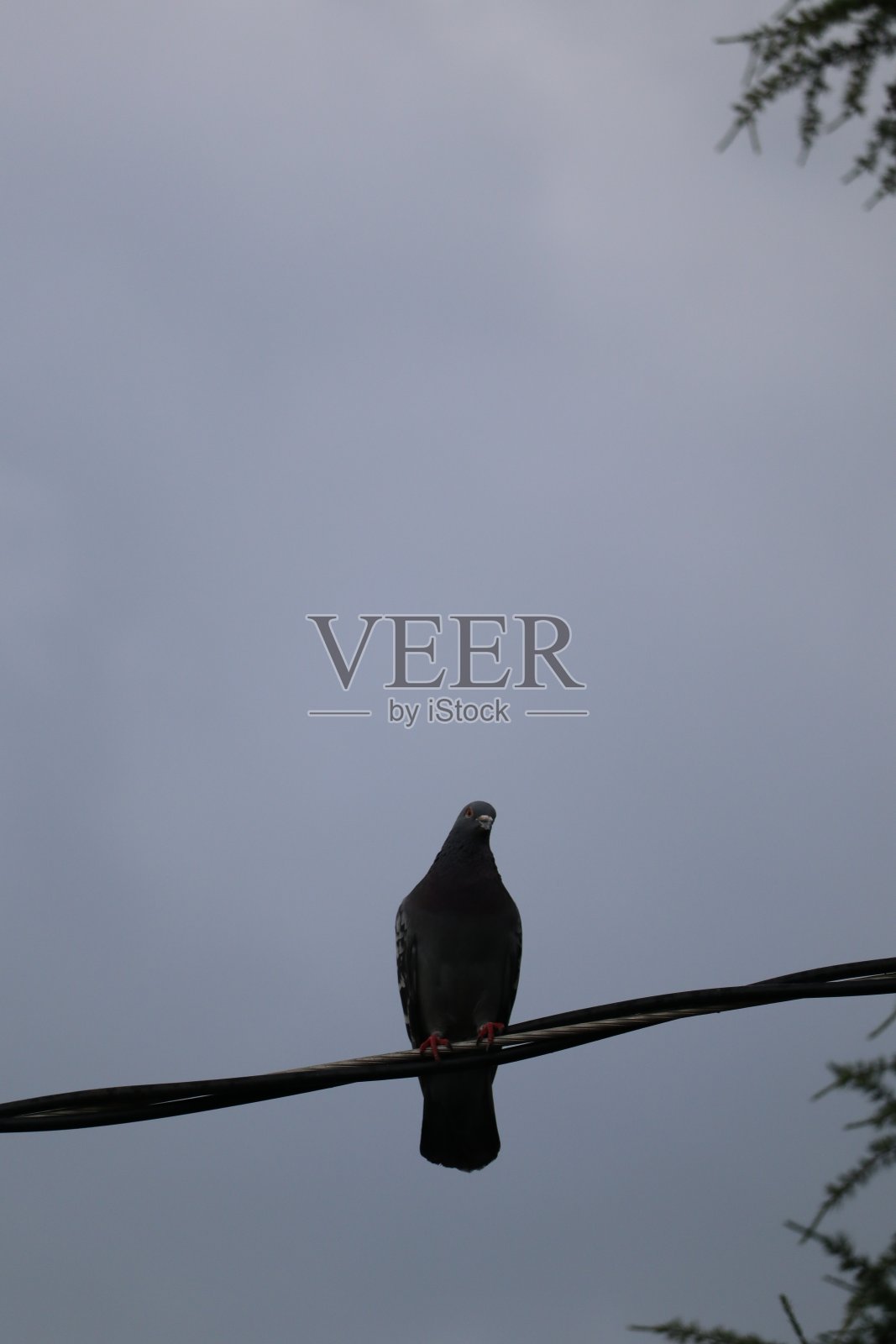 多云的天空下，鸽子栖息在电线上照片摄影图片