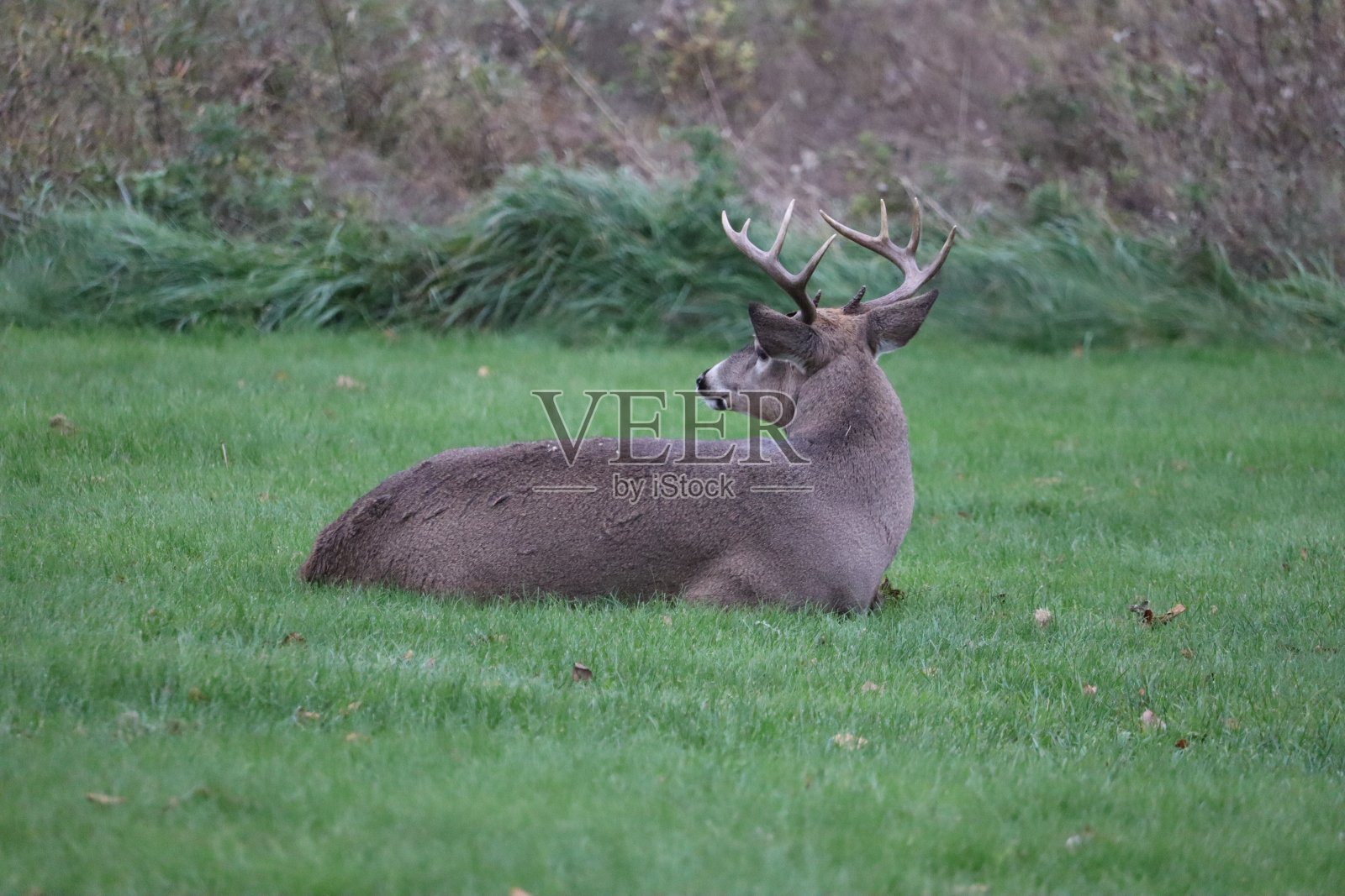 白尾鹿(Odocoileus virginianus)在生机勃勃的绿色公园前照片摄影图片
