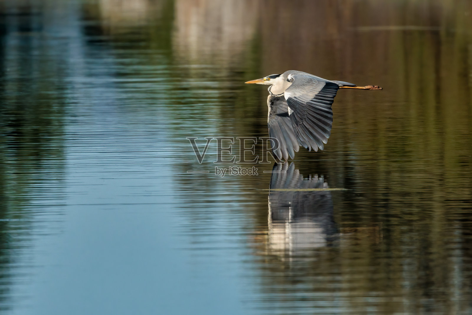苍鹭(Ardea cinerea)在远处的水面和陆地上翱翔照片摄影图片