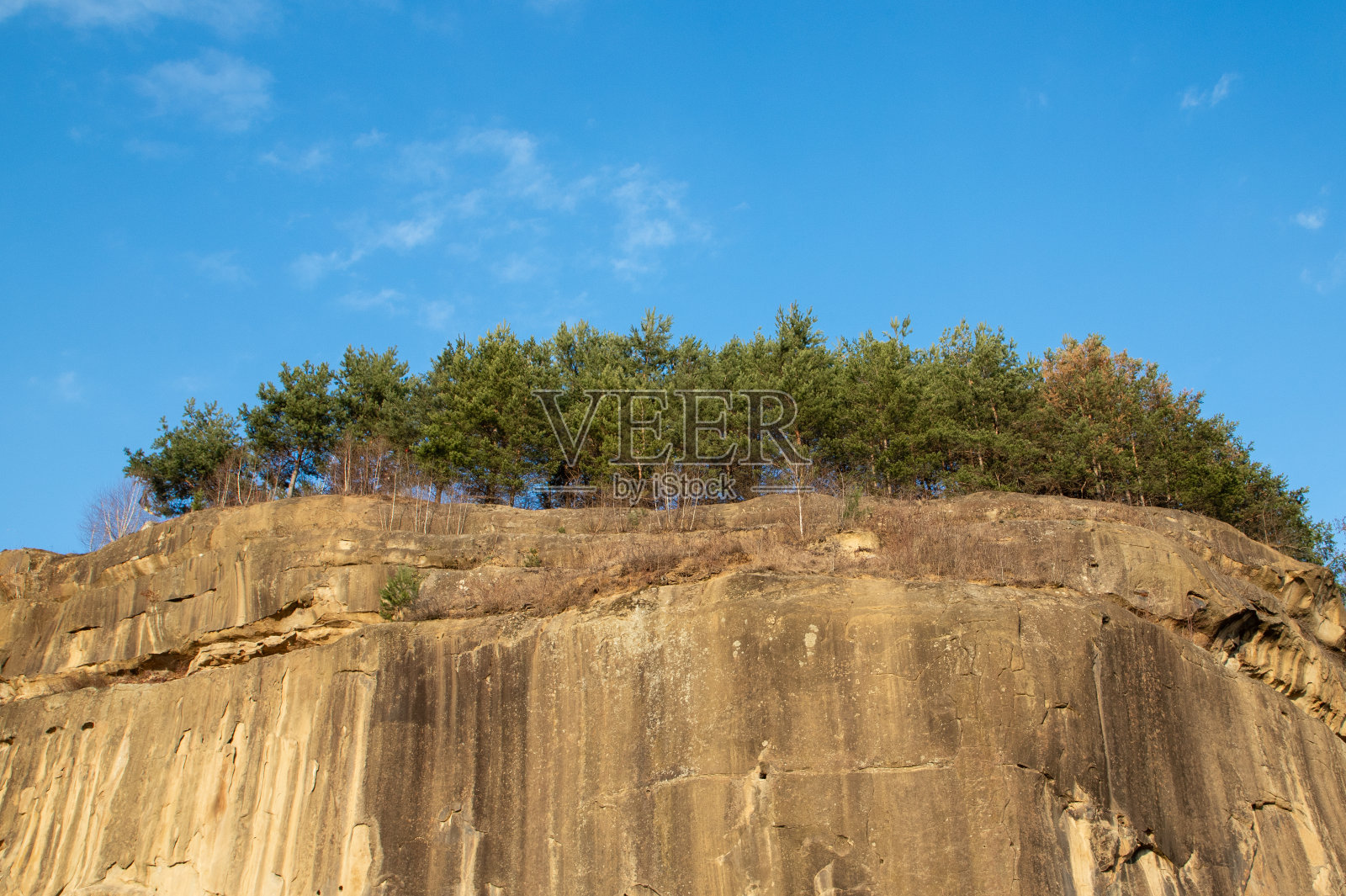 长在岩壁上的树照片摄影图片