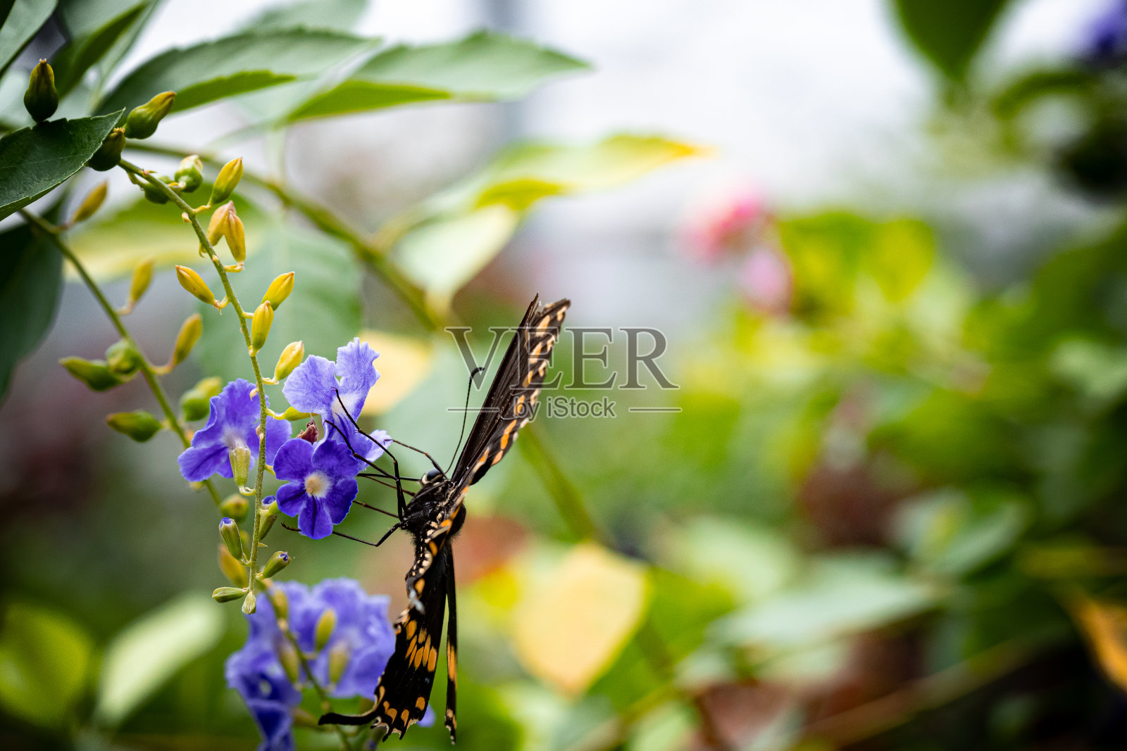 黑燕尾蝶照片摄影图片
