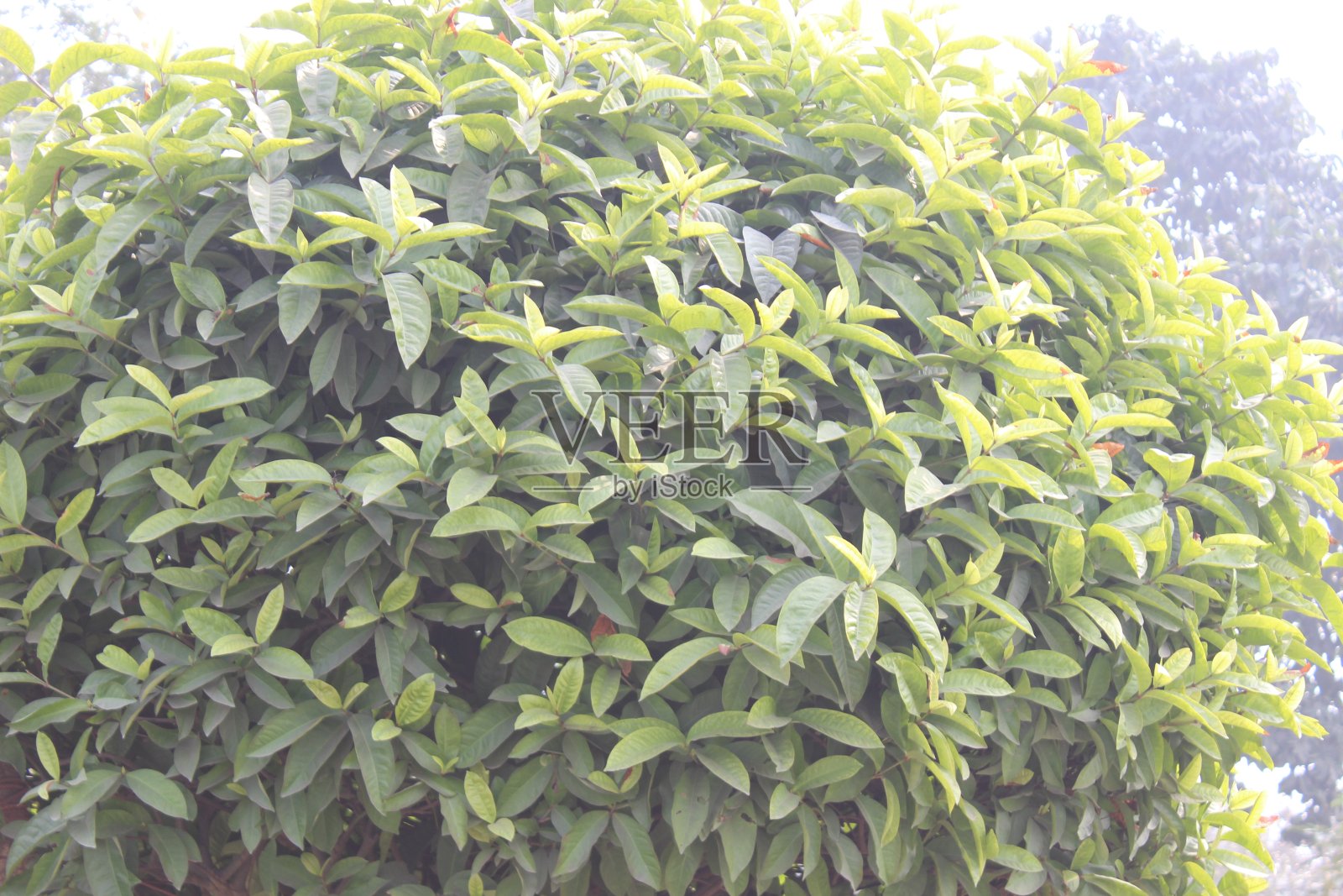 番泻花特写照片摄影图片