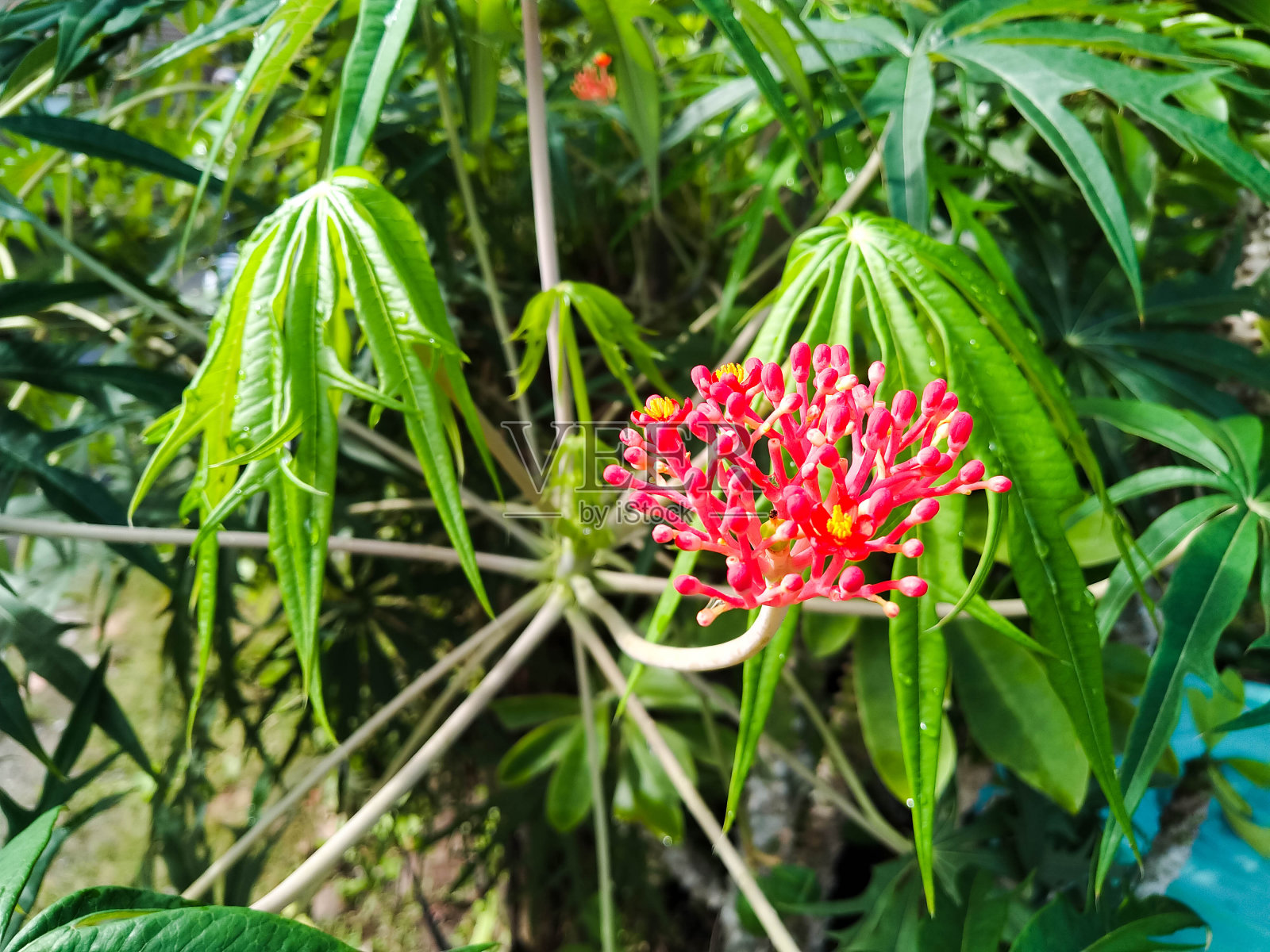 Tintir Distance花照片摄影图片