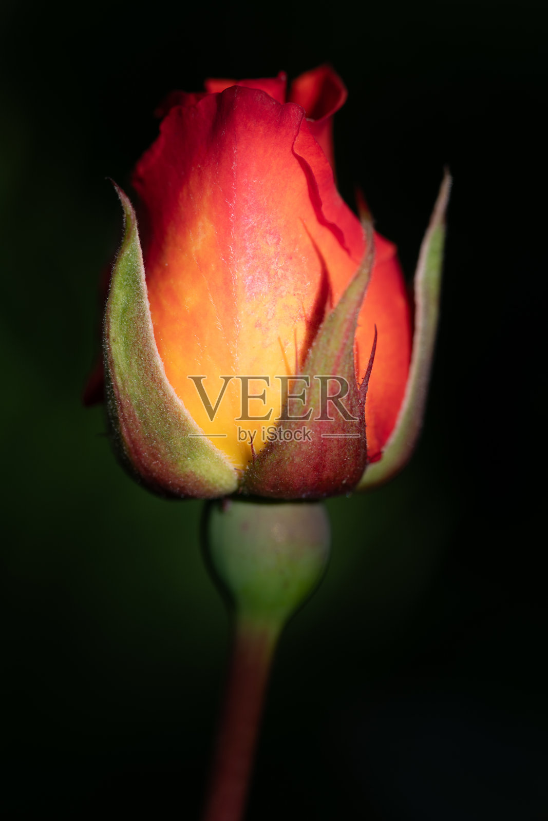 橙色玫瑰花蕾的特写。花瓣还是闭着的。背景是暗的。照片摄影图片