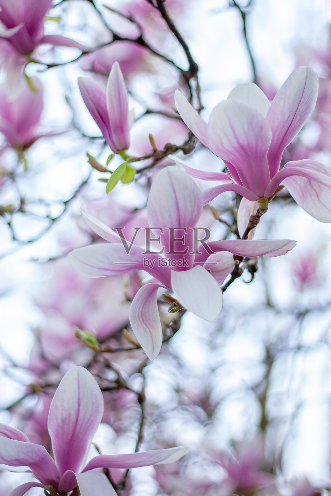 玉兰盛开-复古镜头的软焦点照片摄影图片