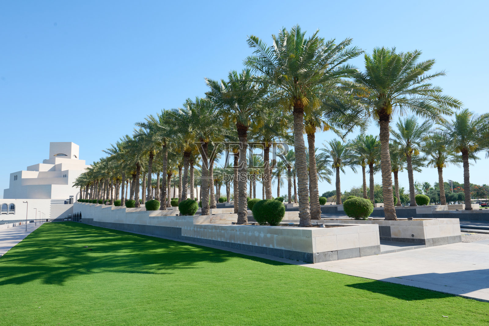 绿草覆盖着一片长满高大棕榈树的区域照片摄影图片