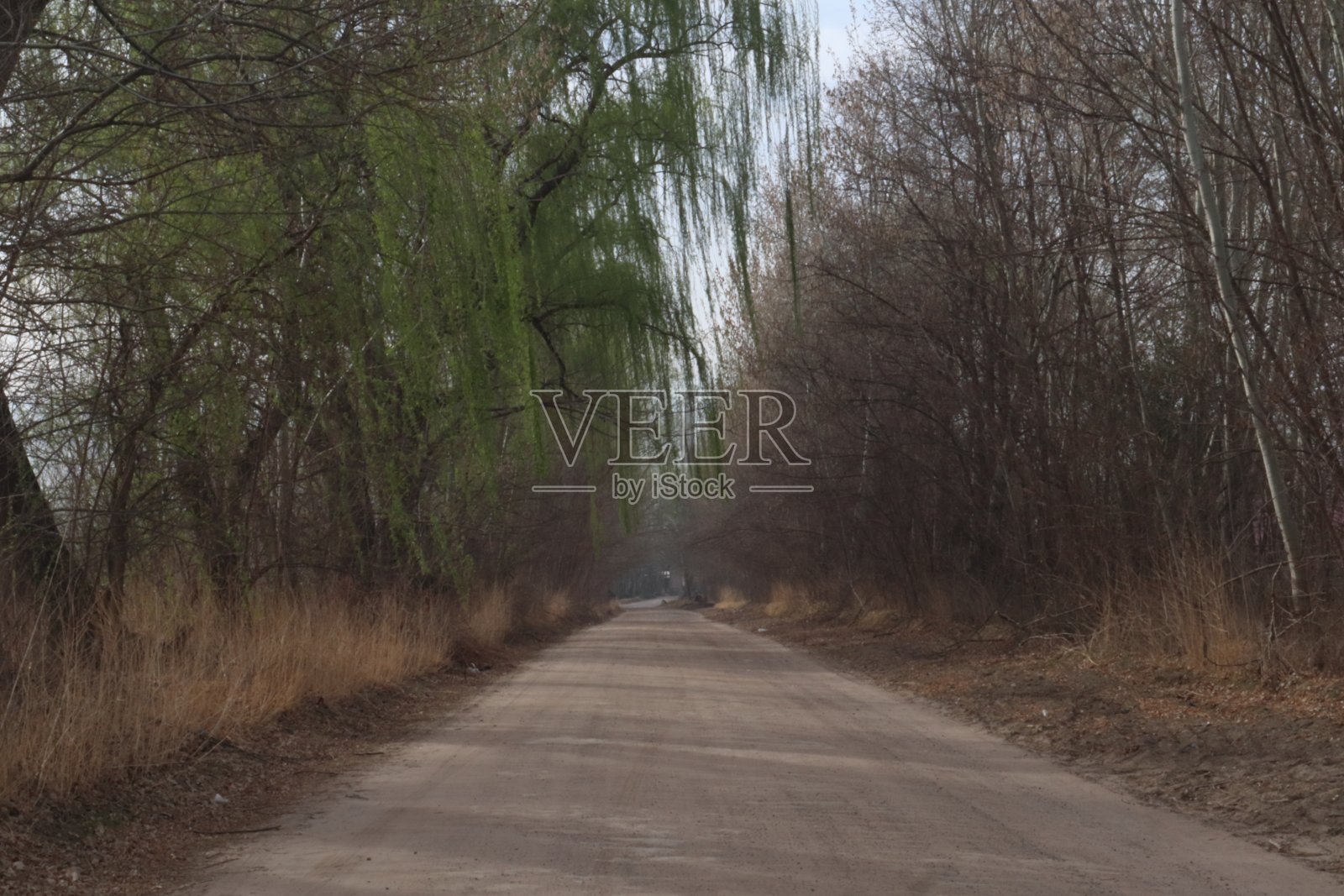 阿根廷门多萨，一条两旁都是干橡树的美妙小路照片摄影图片