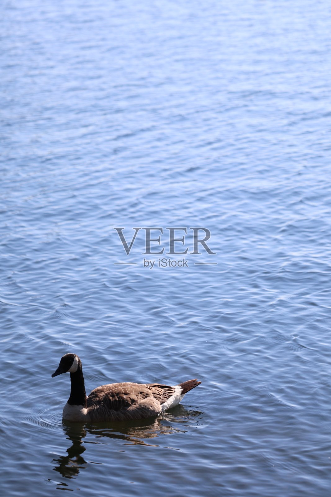 加拿大雁(加拿大雁)在池塘里优雅地滑翔，环境宁静照片摄影图片