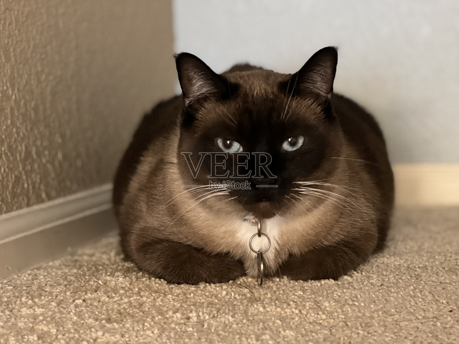 一只暹罗猫躺在地板上看着镜头照片摄影图片