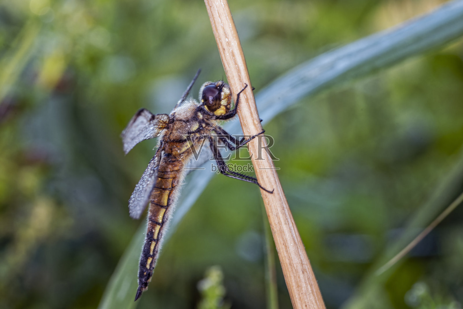 萨默塞特郡，一只斑点蜻蜓停在芦苇上的特写照片摄影图片