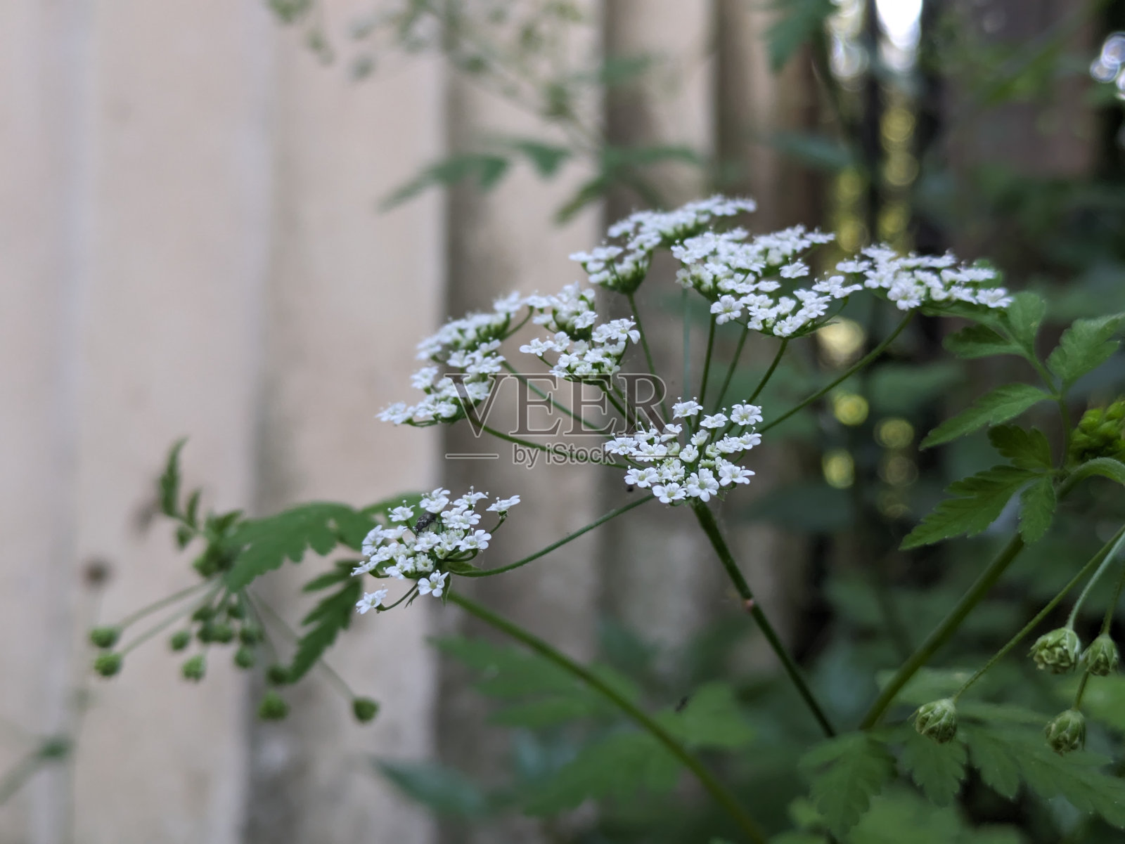 希腊圆柱前的白花照片摄影图片
