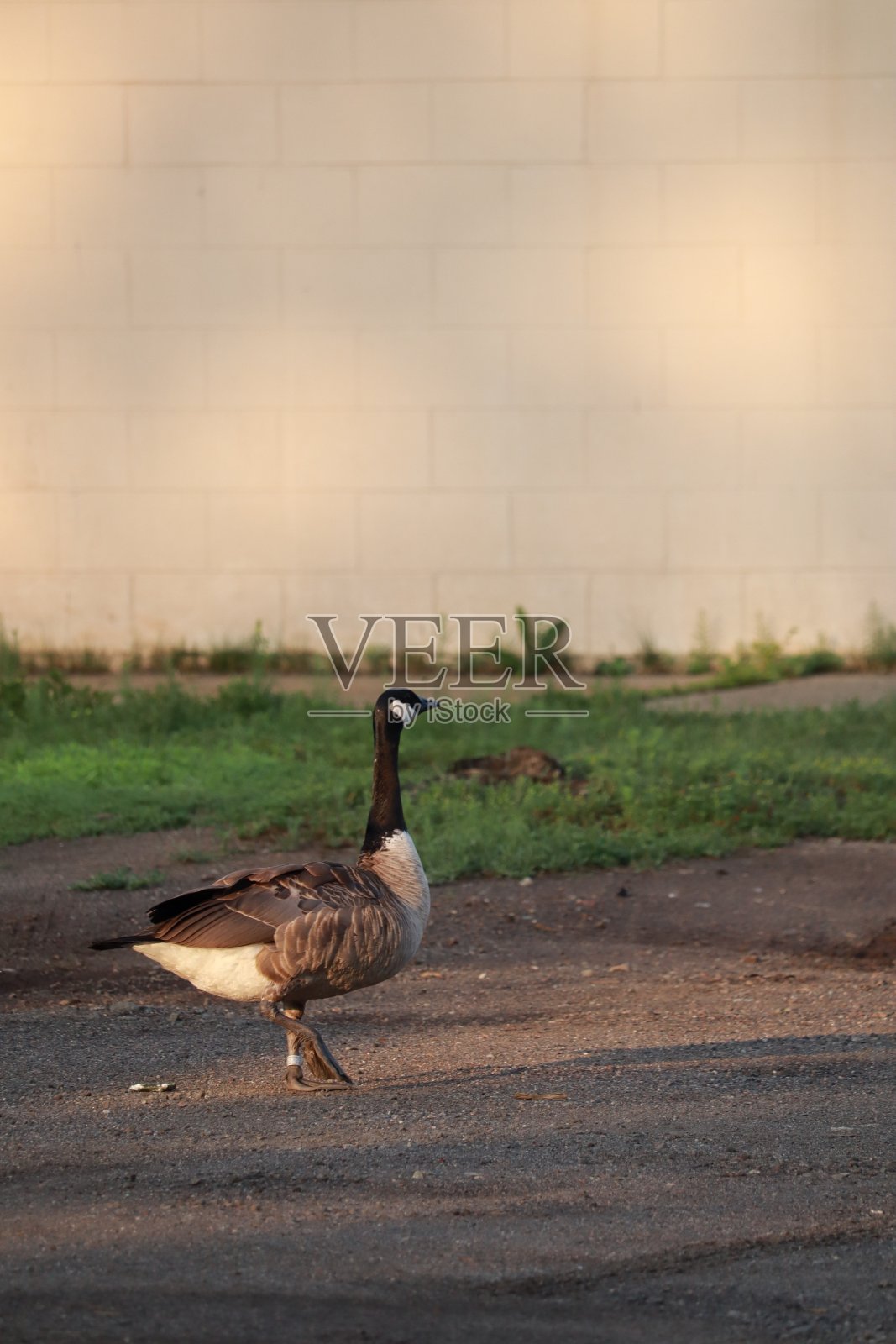 在城市人行道上漫步的加拿大鹅照片摄影图片