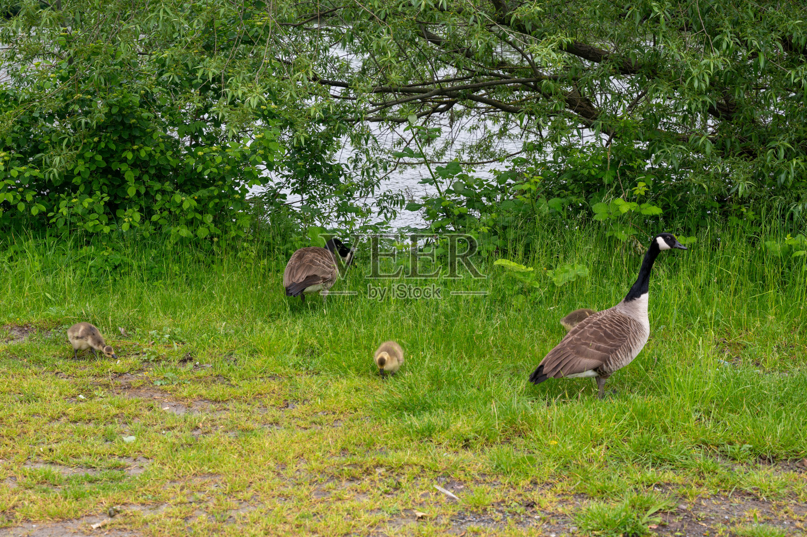 草地上带着小鸡的大雁照片摄影图片