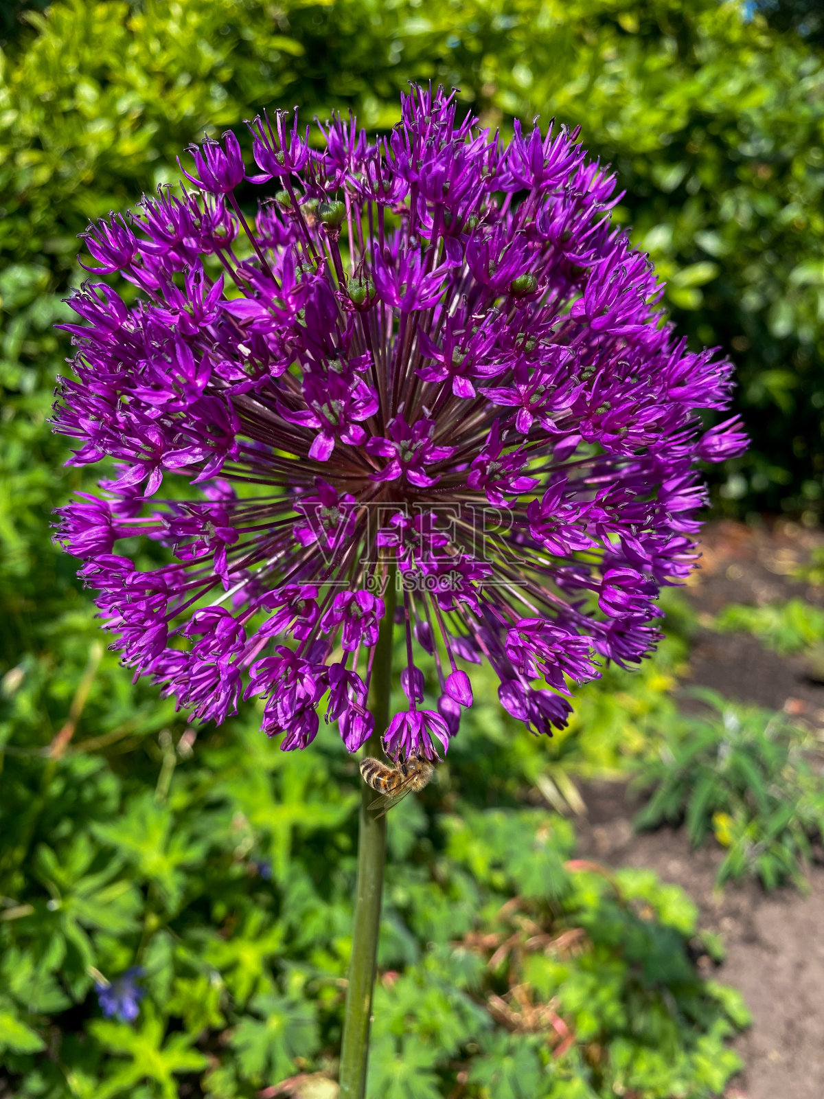 花照片摄影图片