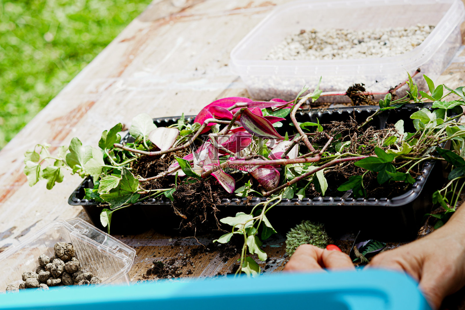 在坛子里造森林。照片摄影图片