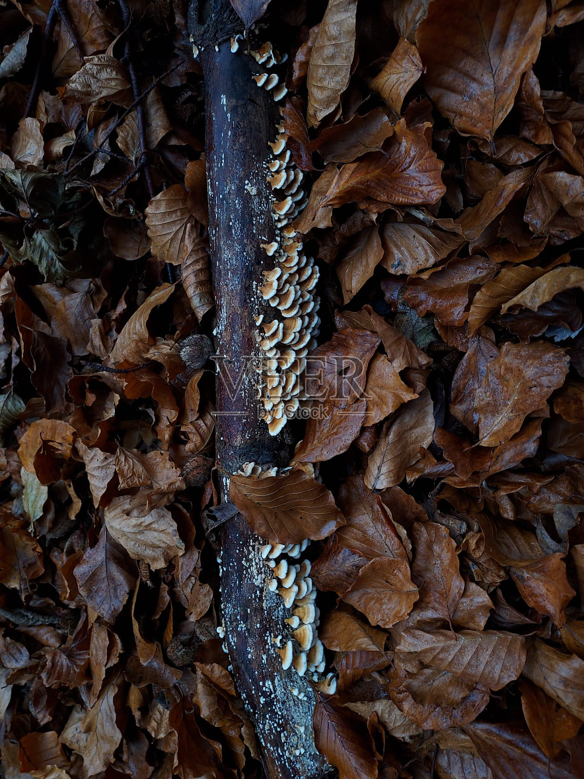 野蘑菇照片摄影图片