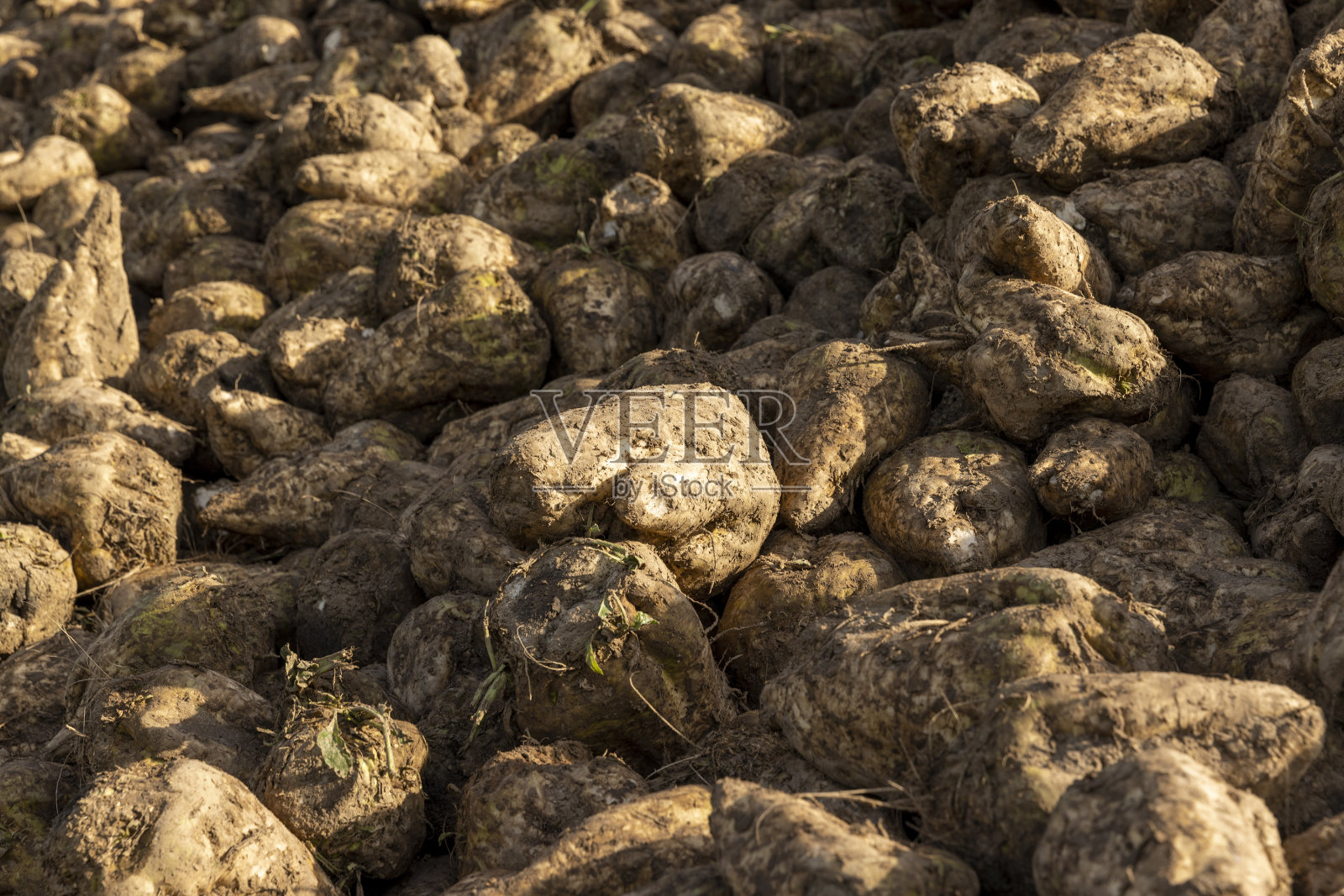 收获期间收获的一堆甜菜糖照片摄影图片