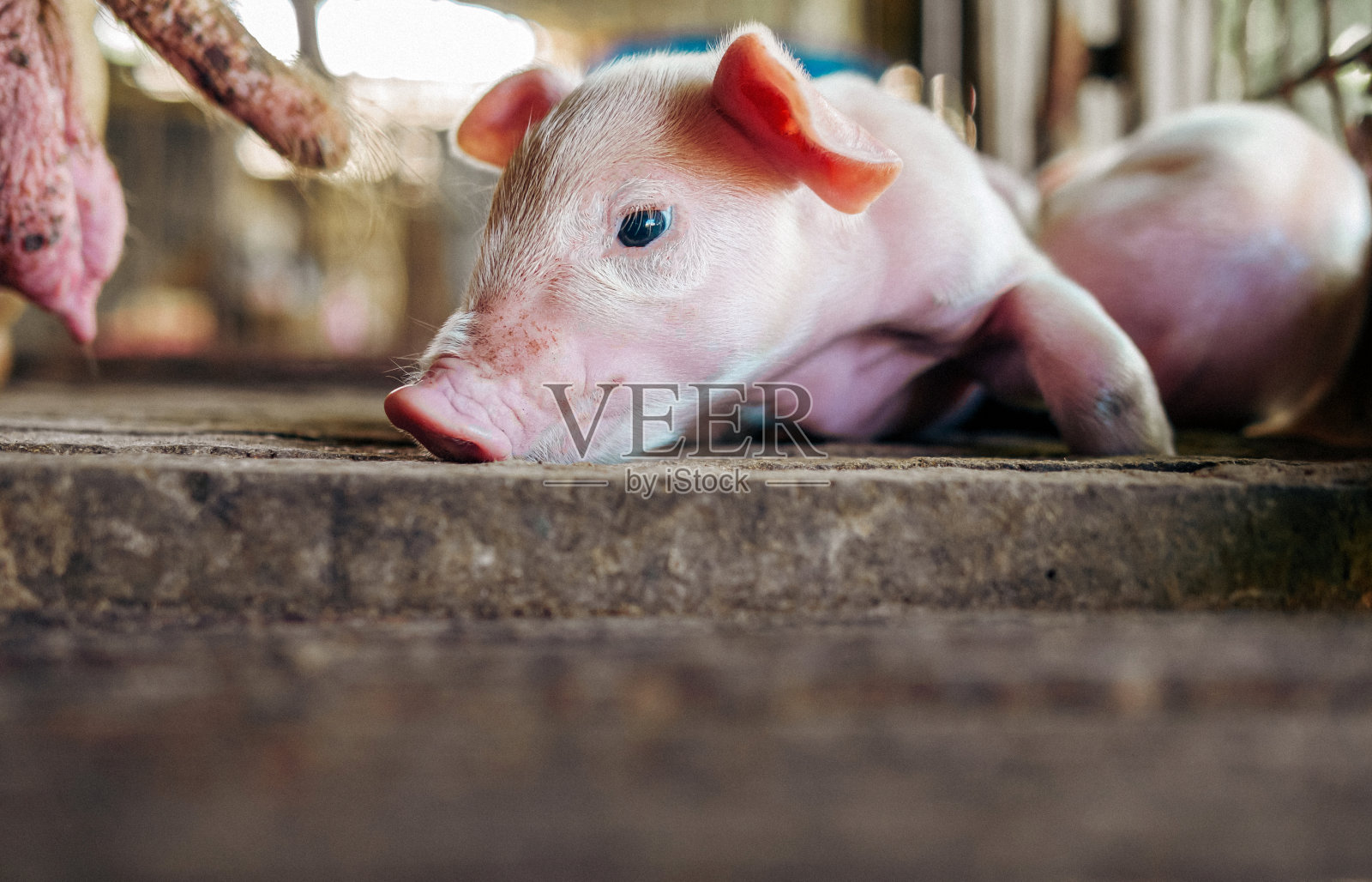 一个星期大的小猪和其他小猪在猪场上可爱的新生儿，特写照片摄影图片