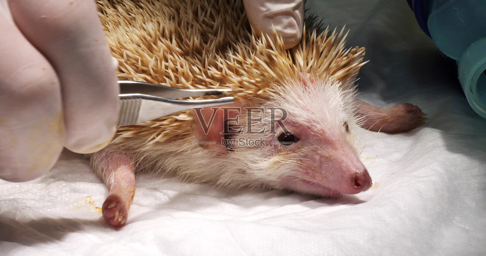 当刺猬从麻醉中恢复过来时，兽医正在清理它耳朵里的污垢。兽医小心翼翼地从多刺的刺猬耳朵上清除污垢。照片摄影图片
