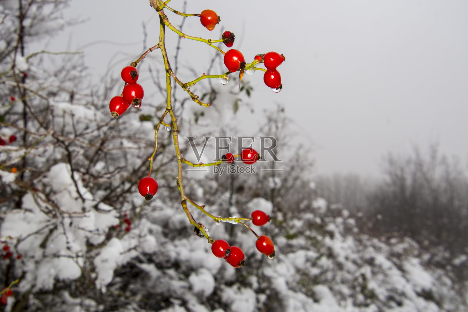哈兹诺斯城堡附近白雪覆盖的森林里的玫瑰果照片摄影图片