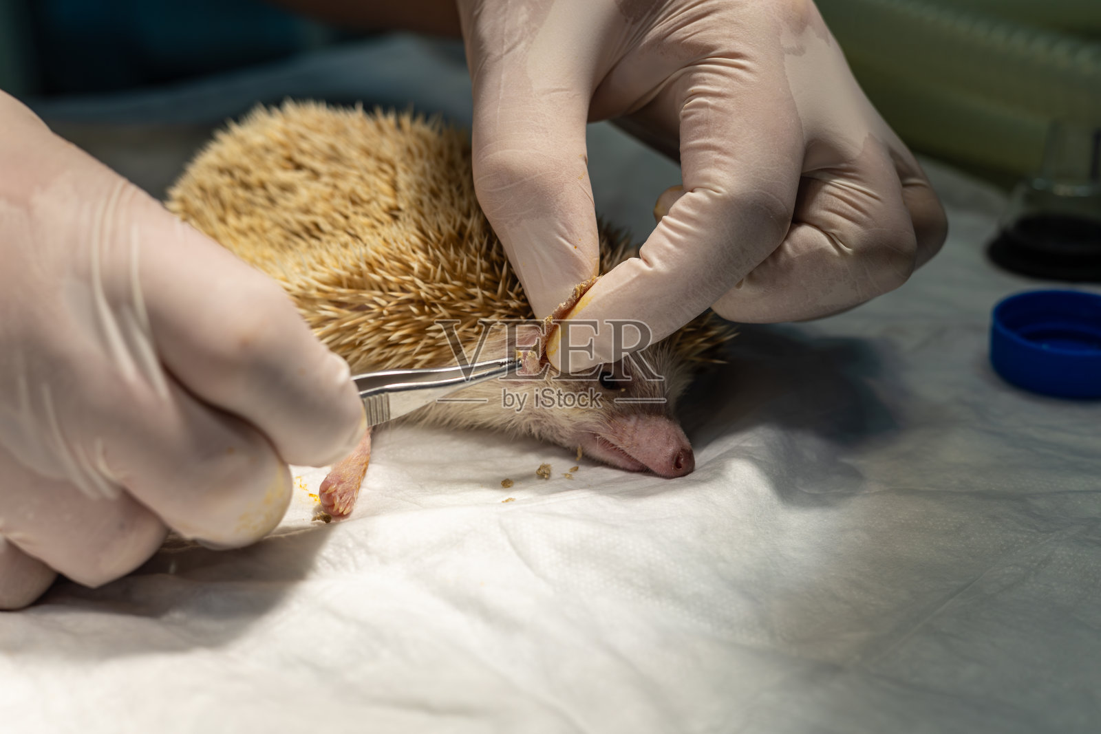 在外科手术中，外科医生给刺猬做手术。刺猬在手术室。照片摄影图片