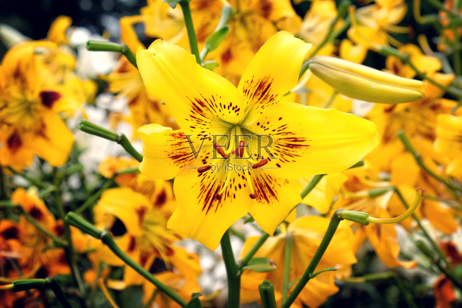 亚洲百合“黄布鲁斯”在夏季开花照片摄影图片