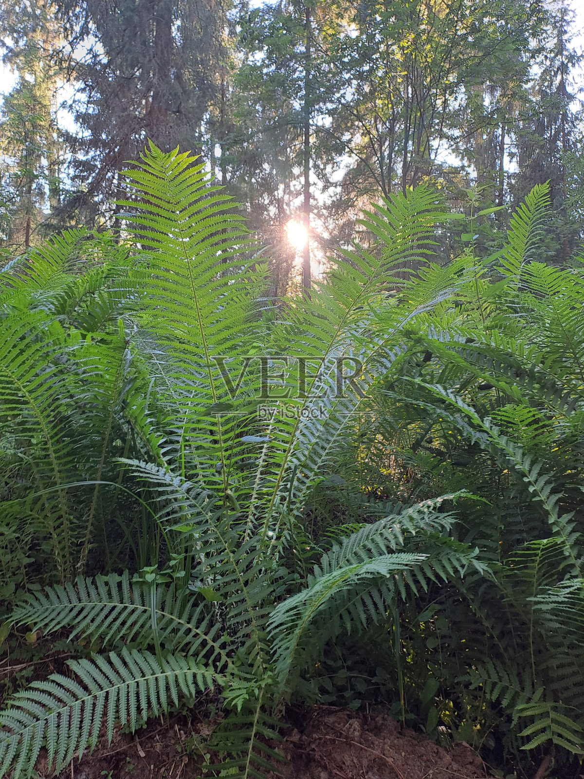 植物区系照片摄影图片