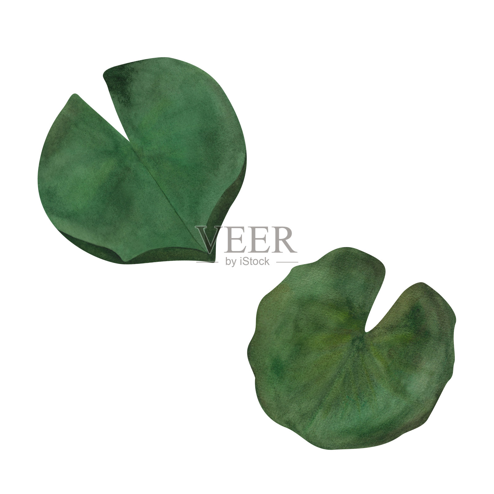 水彩画两片绿色天然睡莲叶子手绘植物插图睡莲垫圆形绿叶明信片包装壁纸水疗瑜伽标志图案百科全书装饰美容院插画图片素材