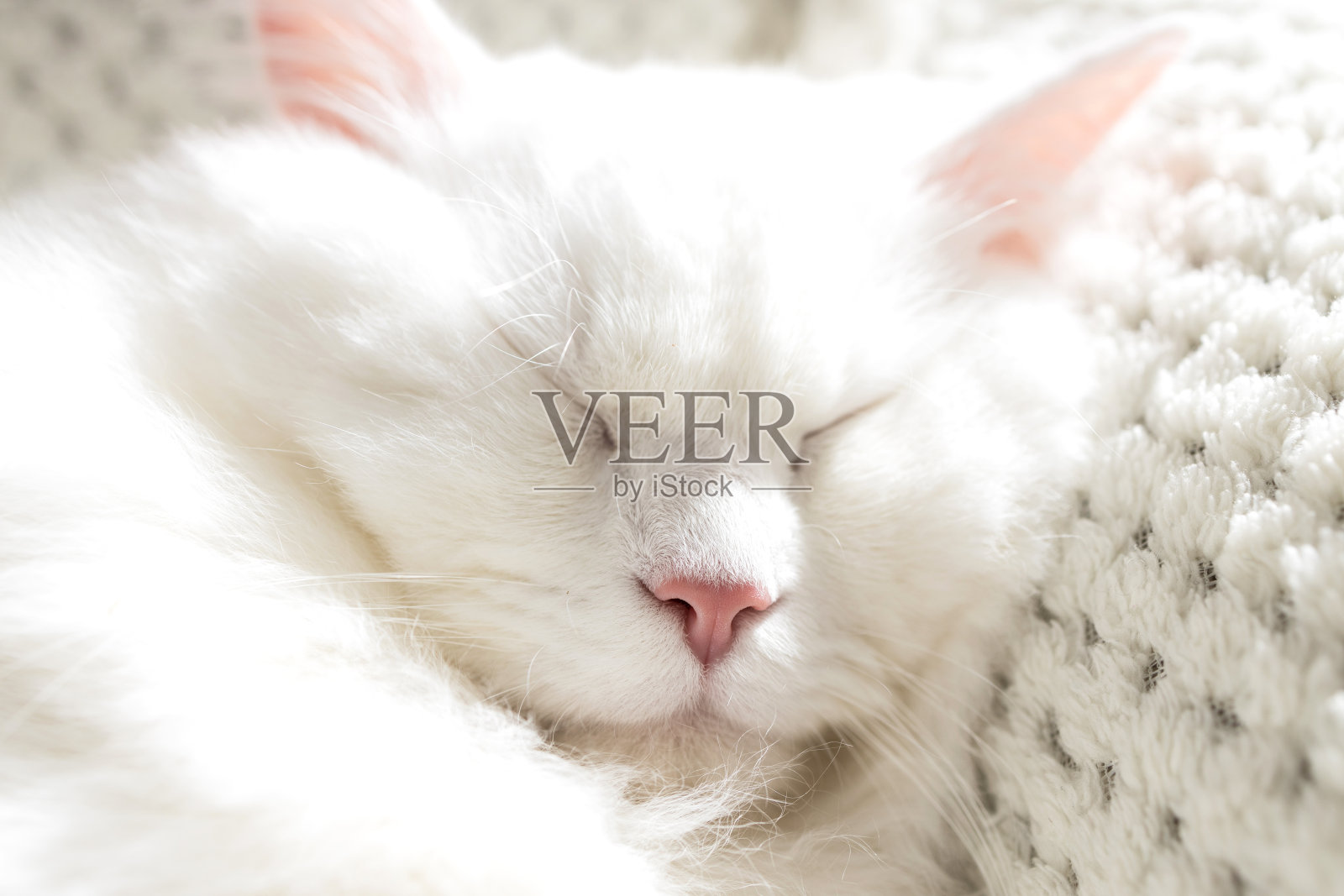 可爱的毛茸茸的白色小猫睡在白色的毯子上。宠物休息的特写照片摄影图片