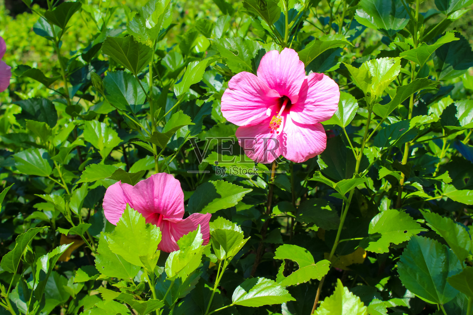 斯里兰卡康提Peradeniya的国王植物园里的芙蓉花照片摄影图片