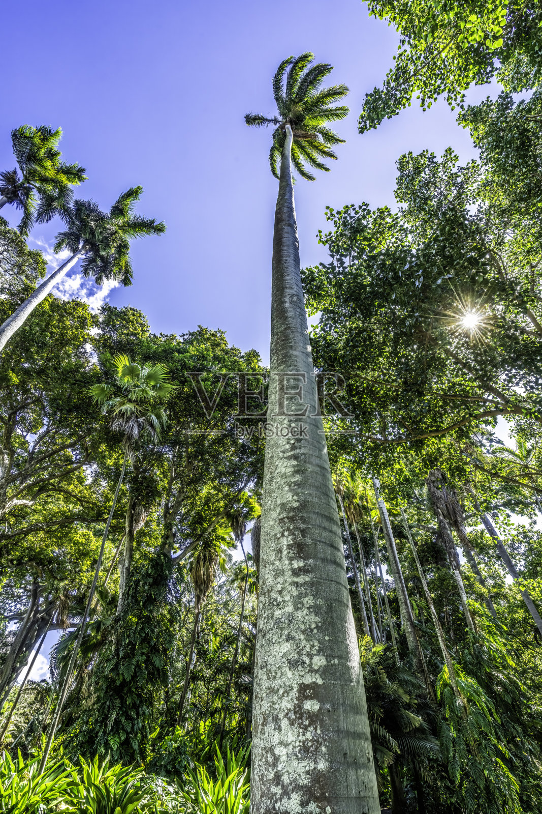 皇家棕榈树树林檀香山瓦胡岛夏威夷照片摄影图片