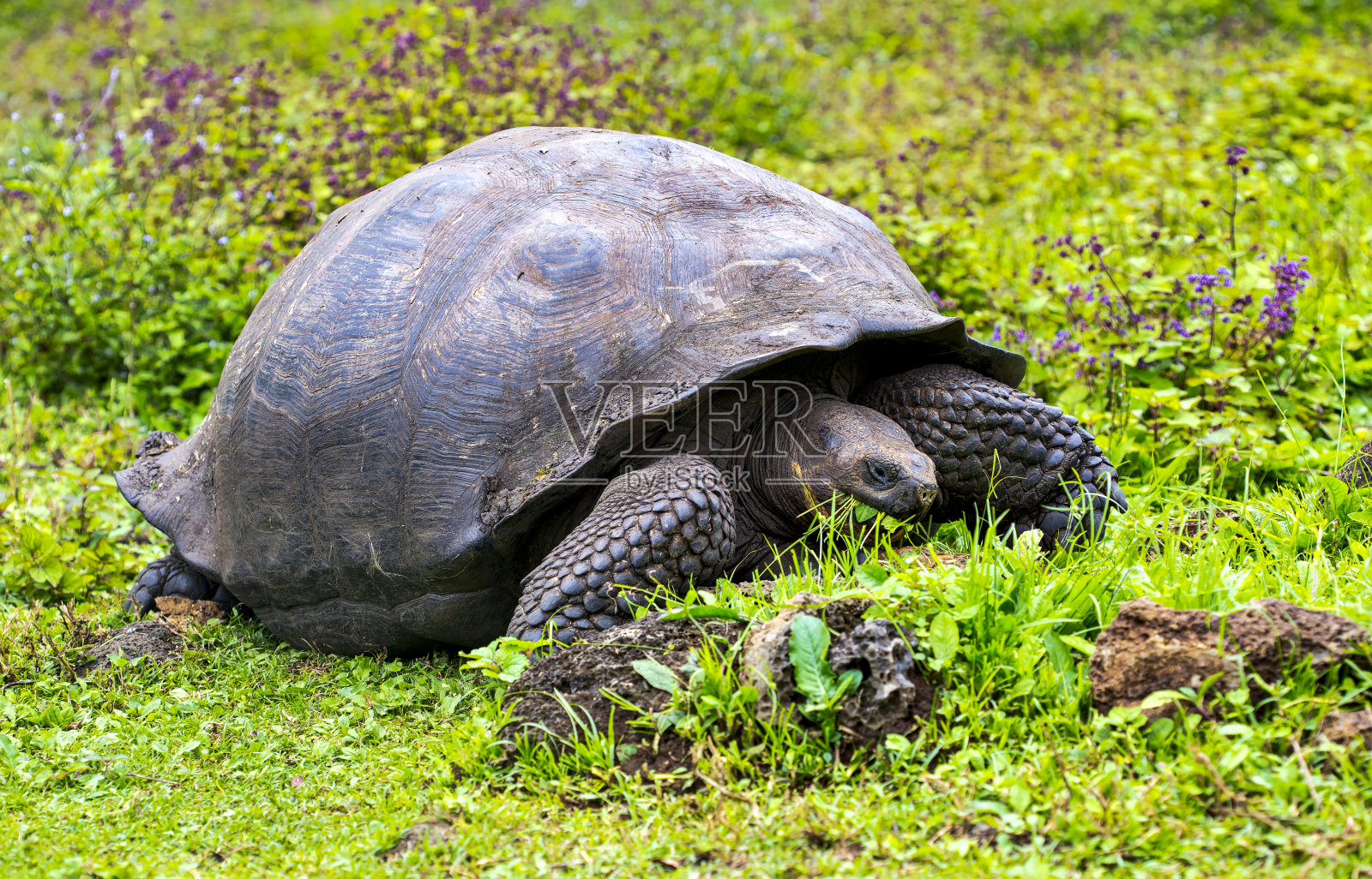 GalÃ’热带加拉帕戈斯岛的象龟照片摄影图片