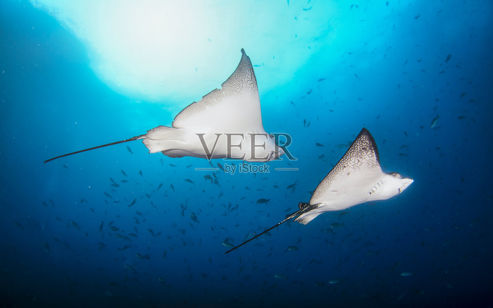 在热带海底游泳的黑斑鹰鳐照片摄影图片