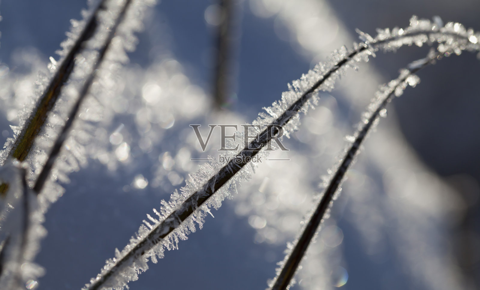 雾凇冰-冬季草地景观，在草和莎草植物上结霜。照片摄影图片