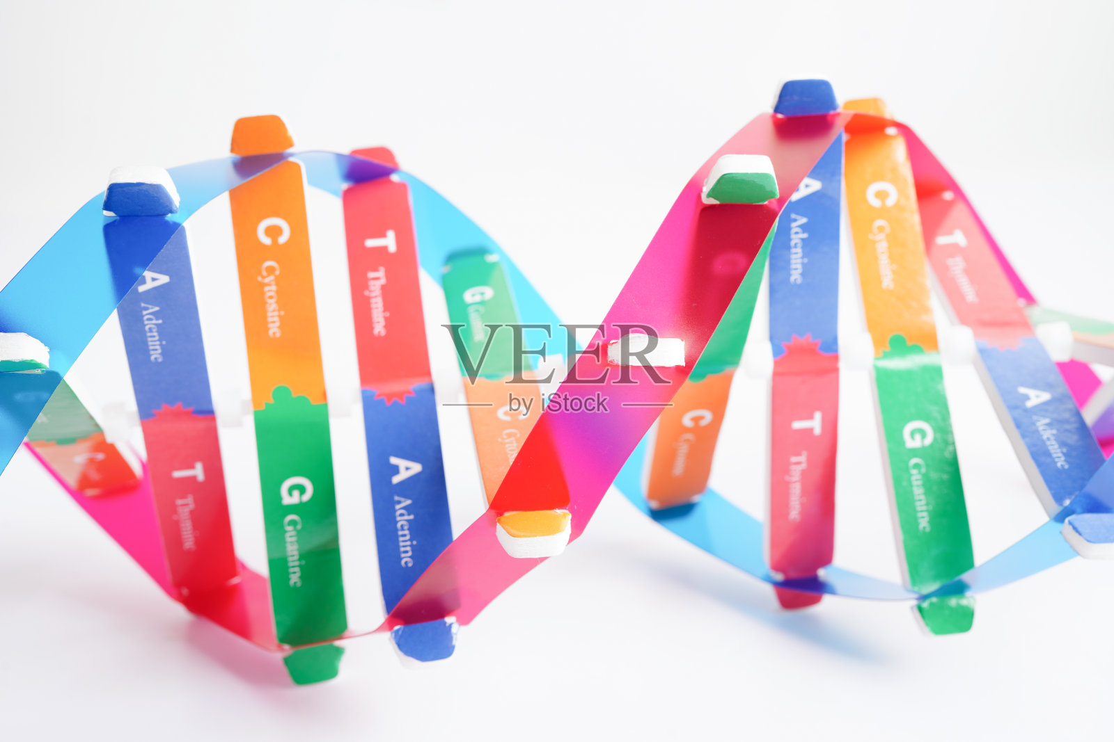 白底分离DNA分子螺旋结构模型，染色体与基因化学科学生物学。照片摄影图片