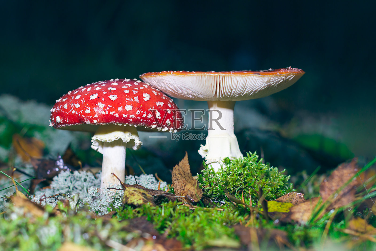 成熟的黑伞菌，被称为飞木耳或飞黑伞照片摄影图片