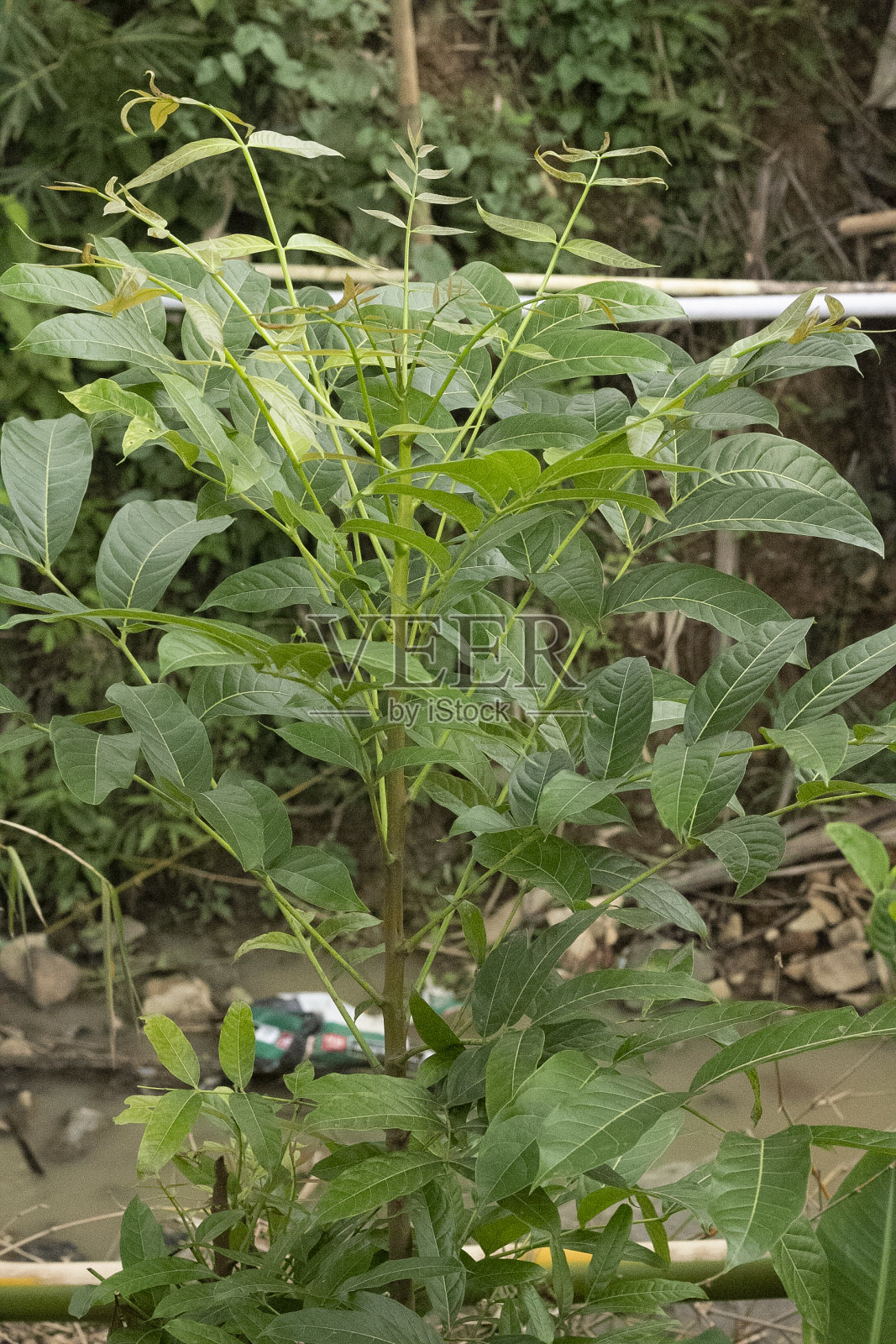 桃花心木树照片摄影图片