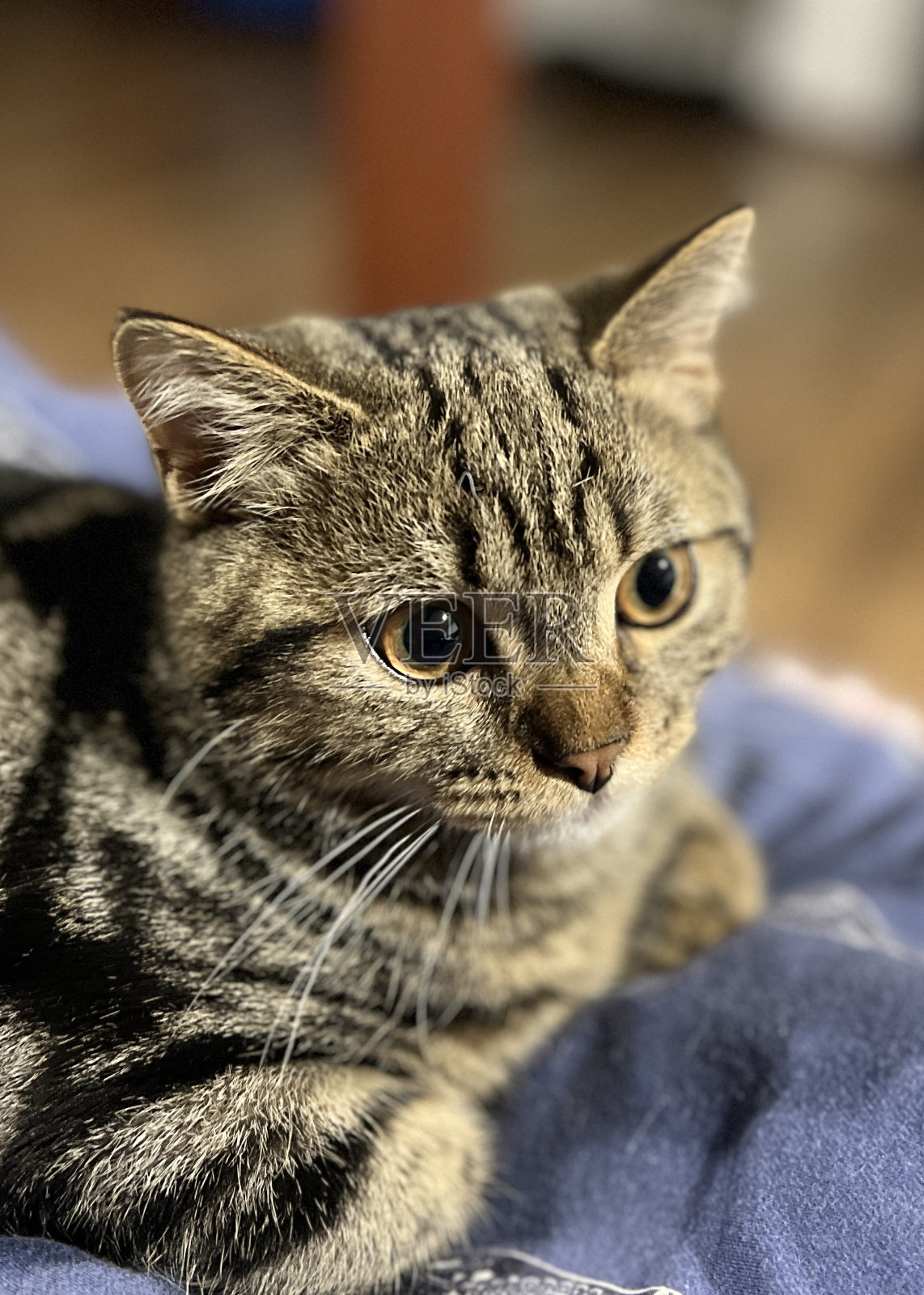 可爱的虎斑猫看着相机，坐在家里的床上。照片摄影图片