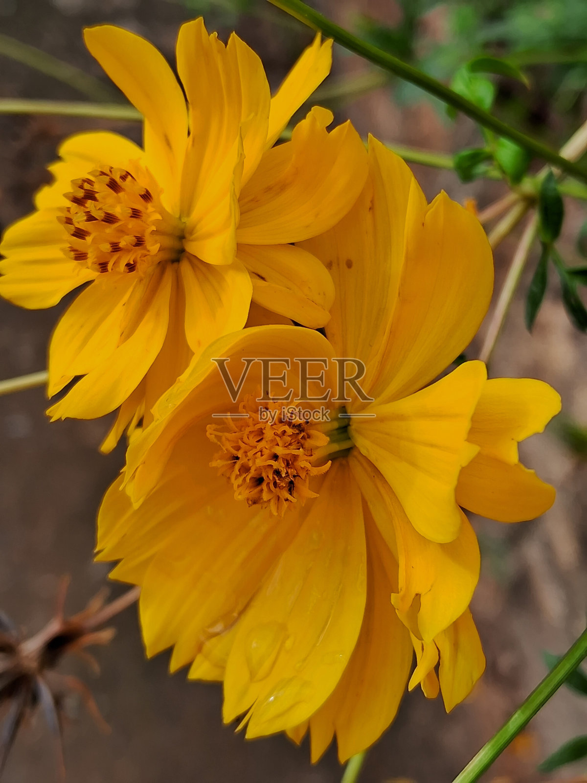 一对照片摄影图片